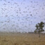 Locust Swarm