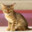 [SWCG] Acoustic Cat