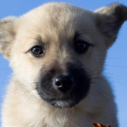 图图cos魅魔勾引牛爷爷