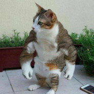 Alpha cat