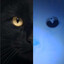 DarkCat