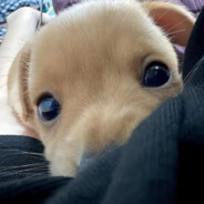 热拉上看到前女友怀里抱着我姐啃