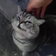 Claire | ฅ^._.^ฅ