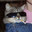 cig smoking cat