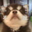 大肥兔呜呜呜