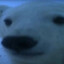 Don_oso005