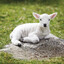 sheep