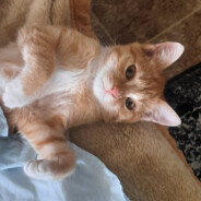 Hunter For lifehakers