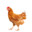 chicken boner