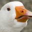 www.twitch.tv/Goose_Matt