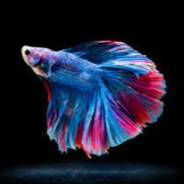 colorfulfish