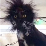 眼熟與的忠誠的忠犬