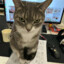 小猫