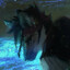 Avatar of Bilgewater Pup