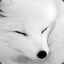 WhiteFoxH