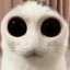 Meowy