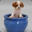 Dog in a Pot