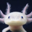 axolotl oyundali