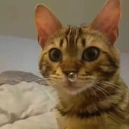 翻斗花园牛爷爷疯狂突破壮壮妈