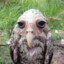 a wet owl