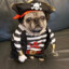 Pirate Pug