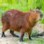 &lt;3Capybara &lt;3
