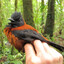 Pitohui