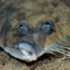 Funny Flounder