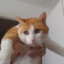 LOLO_VIDEO