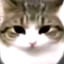 meow machine