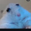 kentucky rat