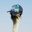 ostentatious ostrich