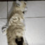 猫儿这个淘气