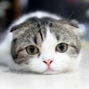 喵MeowMeow