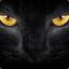 amir.espour