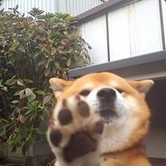 DJ