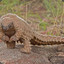 Attack Pangolin