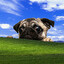 FaZe_Your_Dog