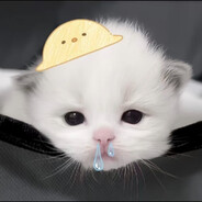 别碰我的猫QAQ