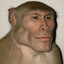 Zook Supreme