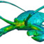 CFD of a Lobster