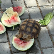 Tortoise