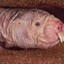 Sexy Mole Rat