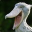 Shoebill Stork
