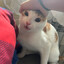 meowth