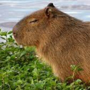 Крутая Капибара