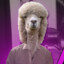 Juan alpaca