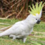 Cockatoo