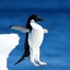 lit penguin