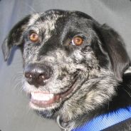 Degenerate - steam id 76561197961720222